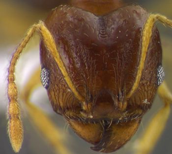 Media type: image;   Entomology 34321 Aspect: head frontal view